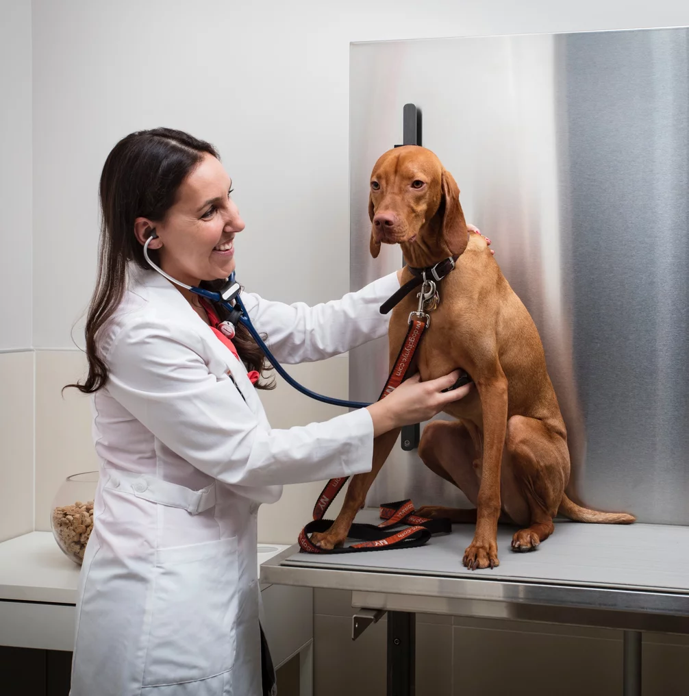 The pet friendly building includes an on-premises Dog City, offering convenient in-building veterinary services.